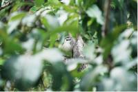 เรื่องจากปก: นกปรอดหน้านวล นกในเมือง สัญลักษณ์แห่งความหลากหลายทางชีวภาพของเมืองกรุง