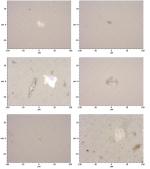 บทความ: ผลการศึกษาเบื้องต้นของไมโครพลาสติกในตัวอย่างน้ำดื่มบรรจุขวด
