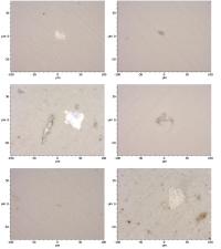 ผลการศึกษาเบื้องต้นของไมโครพลาสติกในตัวอย่างน้ำดื่มบรรจุขวด
