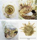 บทความ: เมื่อนกน้อยในกรงทองส่งข่าวถึงผลกระทบของขยะทะเลจากการเกาะติด พันรัด และกักขัง