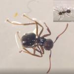 เรื่องจากปก: สบู่เหลวโพแทสเซียม (K-Soap) จากน้ำมันพืชใช้แล้ว เพื่อการจัดการแมลงในแปลงเกษตรอินทรีย์