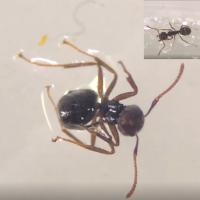 เรื่องจากปก: สบู่เหลวโพแทสเซียม (K-Soap) จากน้ำมันพืชใช้แล้ว เพื่อการจัดการแมลงในแปลงเกษตรอินทรีย์