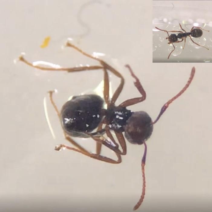 เรื่องจากปก: สบู่เหลวโพแทสเซียม (K-Soap) จากน้ำมันพืชใช้แล้ว เพื่อการจัดการแมลงในแปลงเกษตรอินทรีย์