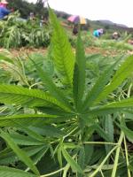 บทความ: “เฮมพ์”…..เส้นทางงานวิจัยที่ต้องฝ่าฟัน.....