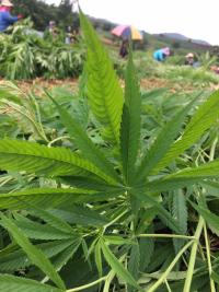 บทความ: “เฮมพ์”…..เส้นทางงานวิจัยที่ต้องฝ่าฟัน.....