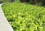 เรื่องสืบเนื่องจากปก: ผักตบชวา Water Hyacinth