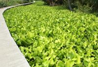 เรื่องสืบเนื่องจากปก: ผักตบชวา Water Hyacinth