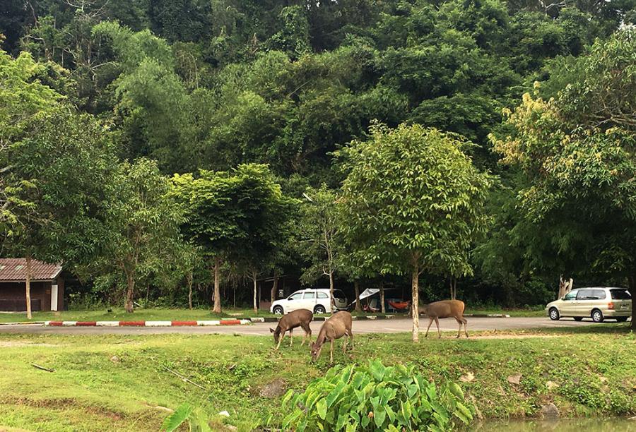 แนวทางในการพัฒนาอุทยานแห่งชาติเขาใหญ่ให้เป็นแหล่งท่องเที่ยวแบบยั่งยืน