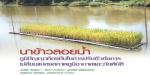 นาข้าวลอยน้ำ ภูมิปัญญาท้องถิ่นในการปรับตัวต่อการเปลี่ยนแปลงสภาพภูมิอากาศและภัยพิบัติ