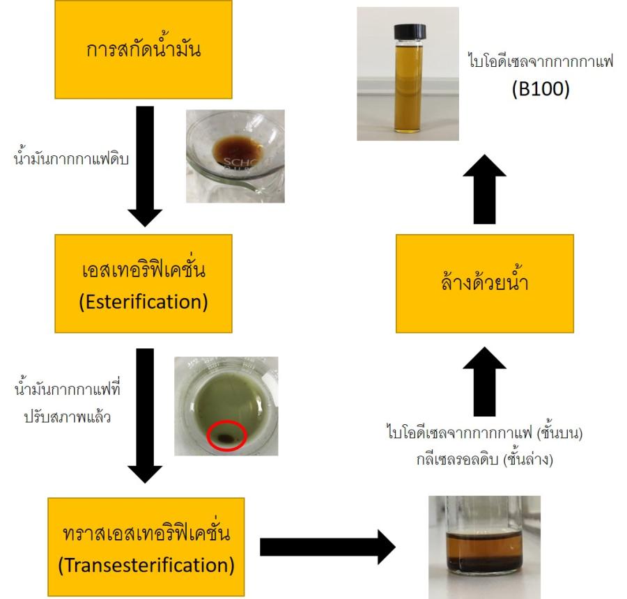 บทความ: กากกาแฟ จากแก้วกาแฟสู่แนวคิดเศรษฐกิจหมุนเวียนสำหรับผลิตภัณฑ์ชีวภาพ