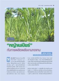 "หญ้าเนเปียร์" กับการผลิตพลังงานทดแทน