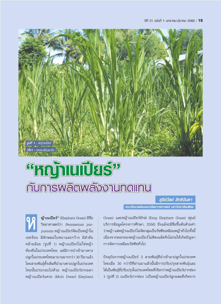 "หญ้าเนเปียร์" กับการผลิตพลังงานทดแทน