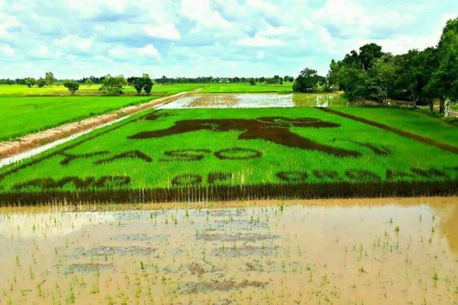 เกษตรอินทรีย์ วิถียโสธร...แนวทางการเกษตรจากเมืองเกษตรอินทรีย์ต้นแบบของประเทศไทย