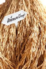 บทความ: การทำนาข้าวสังข์หยดเมืองพัทลุงแบบอินทรีย์เพื่อความยั่งยืนของชุมชน