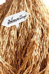 การทำนาข้าวสังข์หยดเมืองพัทลุงแบบอินทรีย์เพื่อความยั่งยืนของชุมชน