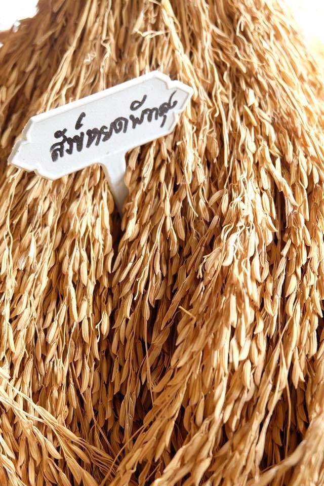 บทความ: การทำนาข้าวสังข์หยดเมืองพัทลุงแบบอินทรีย์เพื่อความยั่งยืนของชุมชน