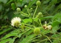 บทความ: ไม้กระถินเหลือใช้.....มวลชีวภาพสำหรับการฟื้นฟูดินปนเปื้อน