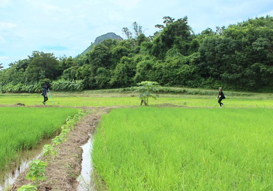 สารหนูในดินของประเทศไทยและการเปลี่ยนแปลงชีวปริมาณออกฤทธิ์ของสารหนูภายใต้สภาวะไร้อากาศ