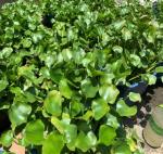 บทความ: “น้ำเหมืองเป็นกรด”…ผักตบชวาช่วยได้...ทางเลือกสู่ผลิตภัณฑ์ชุมชน