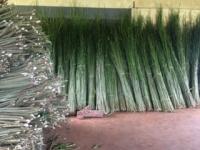 บทความ: “เฮมพ์”…พืชฟื้นฟูดินปนเปื้อนสารพิษสู่นวัตกรรมผลิตภัณฑ์ชุมชน…ยุค Thailand 4.0