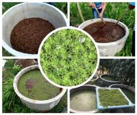 บทความ: “แหนแดง”....แหล่งไนโตรเจนในแปลงผัก