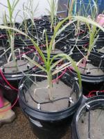 บทความ: การกำจัดสารหนูปนเปื้อนในกากโลหกรรมจากการทำเหมืองแร่ด้วยพืชพลังงานและจลนศาสตร์ไฟฟ้าอย่างยั่งยืน