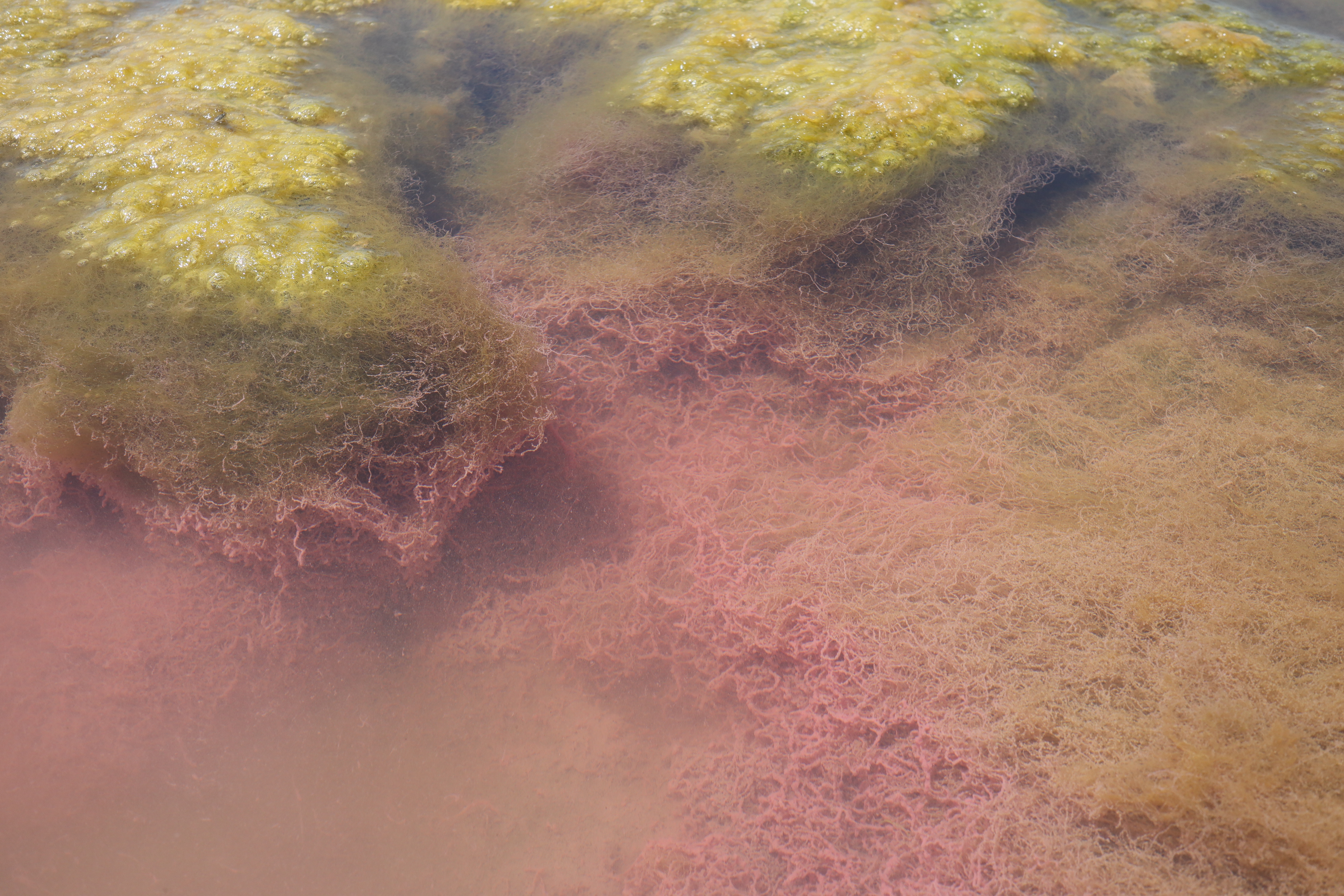 เรื่องจากปก: จุลินทรีย์สังเคราะห์แสงสีชมพูจากนาเกลือ...จุลินทรีย์ทนเค็มทนด่างที่มาพร้อมความสามารถอันหลากหลาย