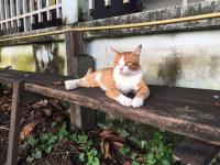 เรื่องจากปก: “แมว กับ สิ่งแวดล้อม” แมวบ้านที่ถูกเลี้ยงในระบบเปิด