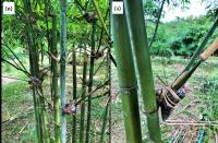 บทความ: “ไผ่” ทางเลือกสำหรับทดแทนพลาสติกใช้ครั้งเดียวทิ้ง