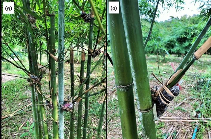 “ไผ่” ทางเลือกสำหรับทดแทนพลาสติกใช้ครั้งเดียวทิ้ง