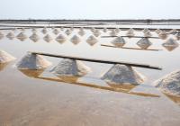 บทความ: ไมโครพลาสติกในเกลือสมุทรในตลาดโลก และผลการสำรวจเกลือสมุทรในจังหวัดสมุทรสาคร