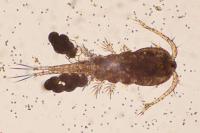 เรื่องจากปก: โคพีพอด (Copepods) รากฐานของห่วงโซ่อาหารในระบบนิเวศแหล่งน้ำ