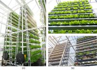 เรื่องน่ารู้ : การทำเกษตรกรรมแนวตั้ง (Vertical Farming)