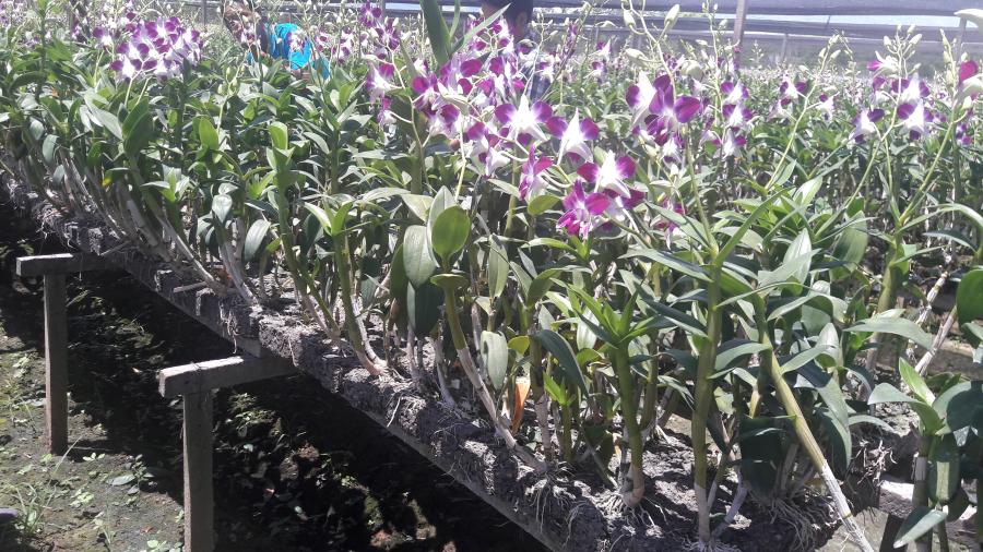 บทความ: กระบะวัสดุปลูกกล้วยไม้ทดแทนกาบมะพร้าวจากสิ่งเหลือทิ้งทางการเกษตร