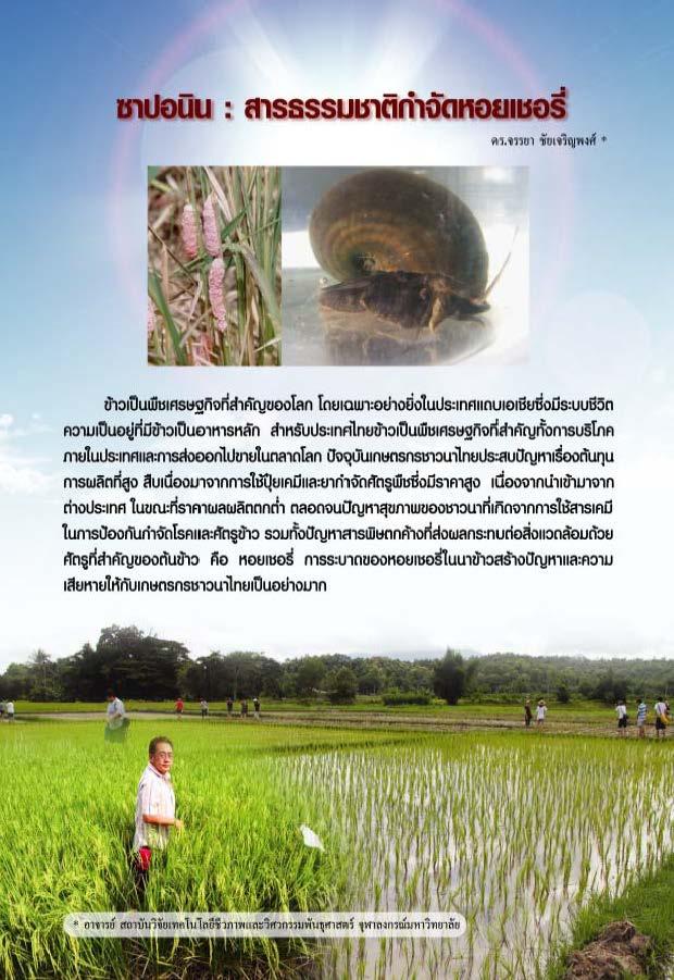 ซาปอนิน : สารธรรมชาติกำจัดหอยเชอรี่