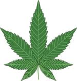 บทความ: “เฮมพ์” พืชไม่ธรรมดา มีคุณค่ามาจากสารสกัดและเส้นใย