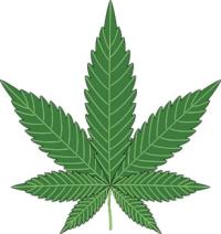 บทความ: “เฮมพ์” พืชไม่ธรรมดา มีคุณค่ามาจากสารสกัดและเส้นใย