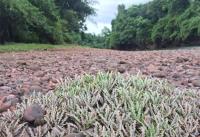 เรื่องจากปก: "พืชน้ำ" ความสำคัญต่อระบบนิเวศ