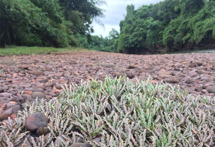 เรื่องจากปก: "พืชน้ำ" ความสำคัญต่อระบบนิเวศ