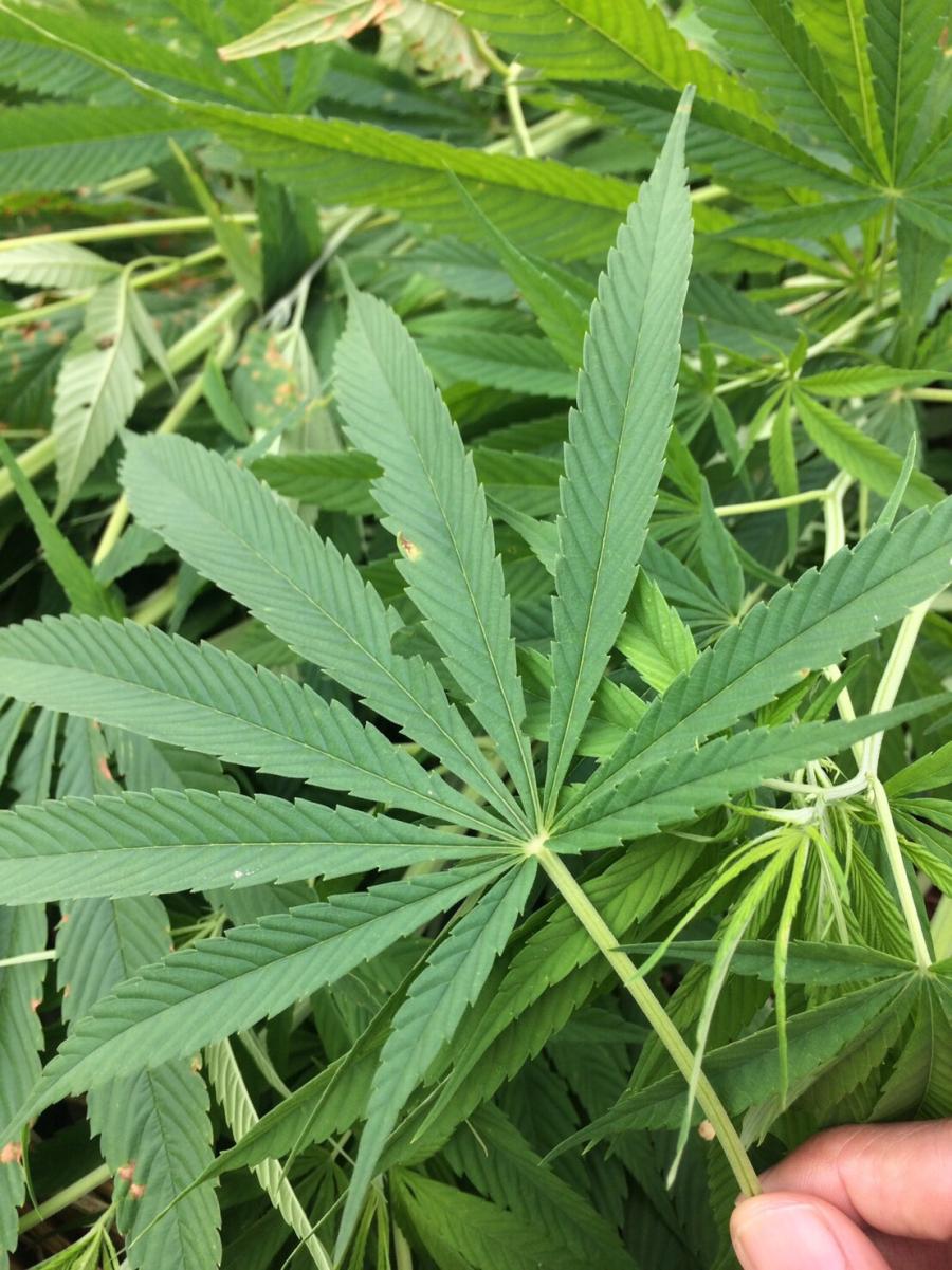 เรื่องจากปก: “เฮมพ์” กับการพัฒนาผลิตภัณฑ์ชุมชนอย่างสร้างสรรค์และยั่งยืน