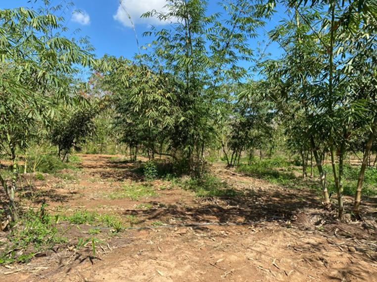 นวัตกรรมทางสังคมกับการบริหารจัดการน้ำเพื่อรับมือภัยแล้ง – กรณีศึกษาวิสาหกิจชุมชนกลุ่มผู้ปลูกไผ่ อำเภอท่าตะเกียบ จังหวัดฉะเชิงเทรา