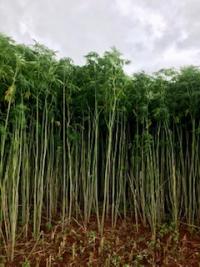 บทความ: แนวทางการทดสอบความเป็นพิษผลิตภัณฑ์ “เฮมพ์” จากพื้นที่ปนเปื้อนโลหะหนัก