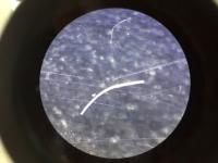 บทความ: “ไมโครไฟเบอร์” มลสารที่พบในกระบวนการบำบัดน้ำเสียชุมชน